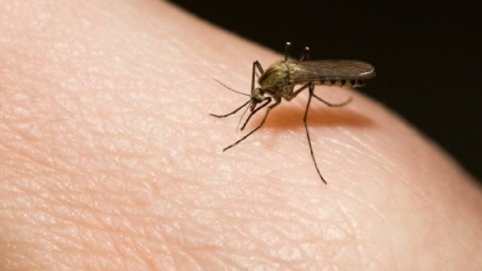 разносчиками личинок являются комары