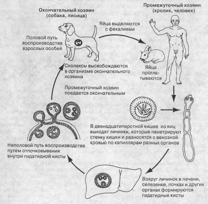 жизненный цикл паразита