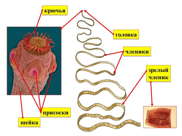  строение плоских червей паразитов